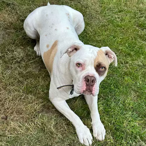 American Bulldog Dog For Adoption in Corby, Northamptonshire