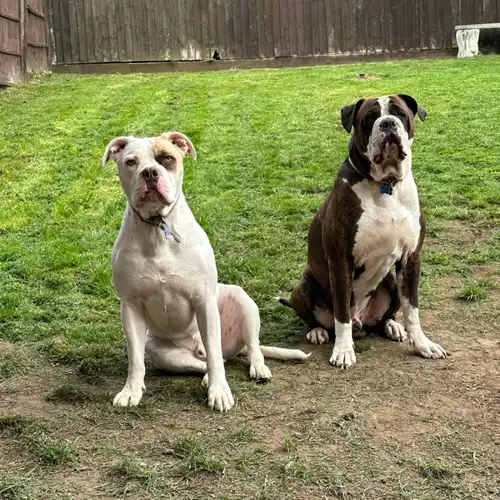 American Bulldog Dog For Adoption in Corby, Northamptonshire