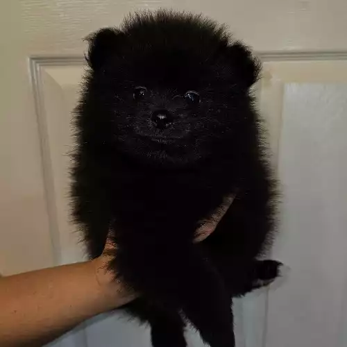 Pomeranian Dog For Sale in Barry Island, South Glamorgan, Wales