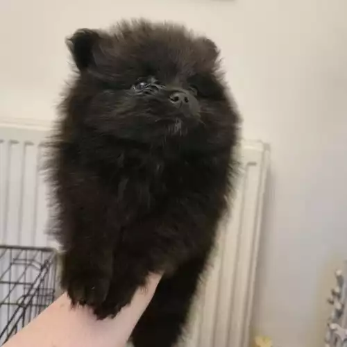Pomeranian Dog For Sale in Goole, East Riding of Yorkshire, England