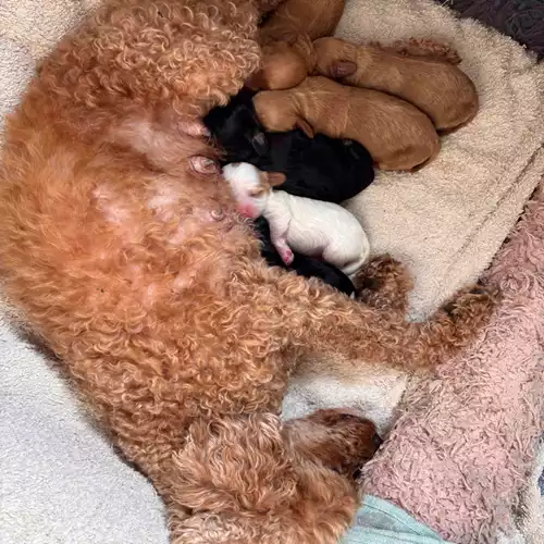 Cavapoo Dog For Sale in South Wootton, Norfolk