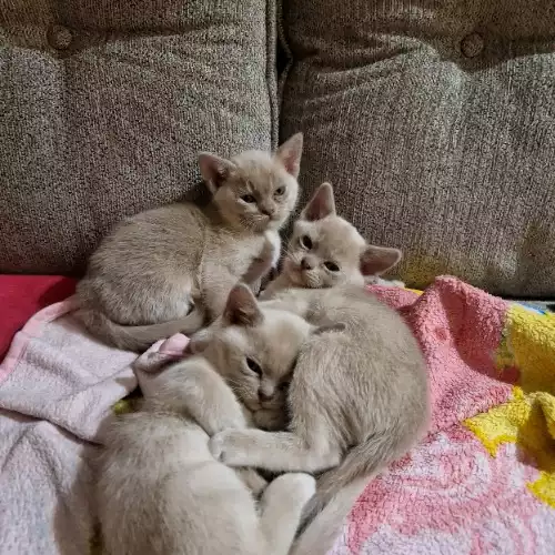 Burmese Cat For Sale in Coventry, West Midlands, England