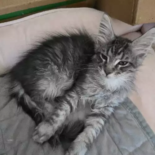 Maine Coon Cat For Sale in Kingston upon Hull, East Riding of Yorkshire, England