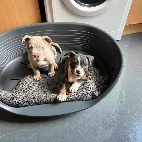 American Bully Dog For Sale in London, Greater London