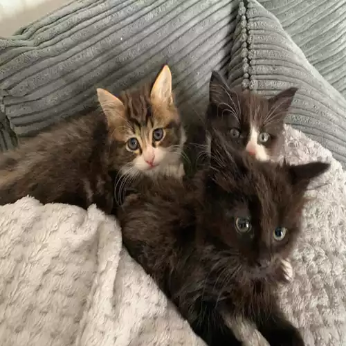 Maine Coon Cat For Sale in Blackfield, Hampshire