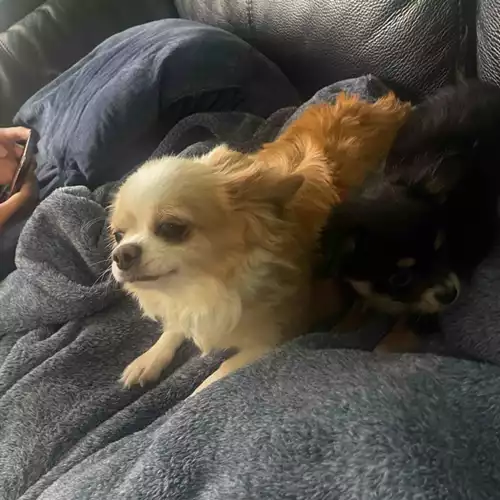 Chihuahua Dog For Sale in Chingford Hatch, Greater London