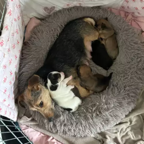 Jack Russell Dog For Sale in Rochester, Kent, England