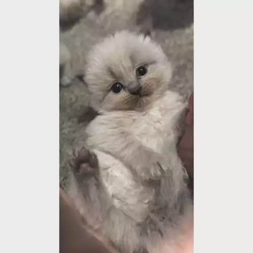 Persian Cat For Sale in Trimdon, Durham
