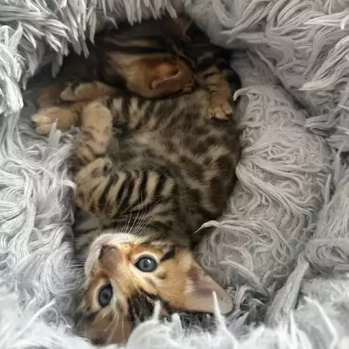 Bengal Cat For Sale in Caterham, Surrey, England