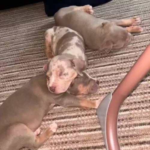 American Bully Dog For Sale in Drumchapel, City of Glasgow
