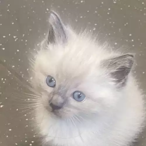 Ragdoll Cat For Sale in Manchester, Greater Manchester, England