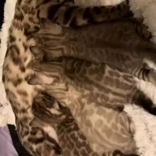 Bengal Cat For Sale in Northampton, Northamptonshire