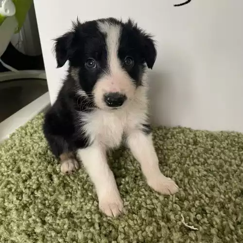 Border Collie Dog For Sale in Bolton, Greater Manchester