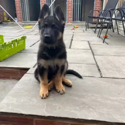 German Shepherd Dog For Sale in Sheffield, South Yorkshire, England