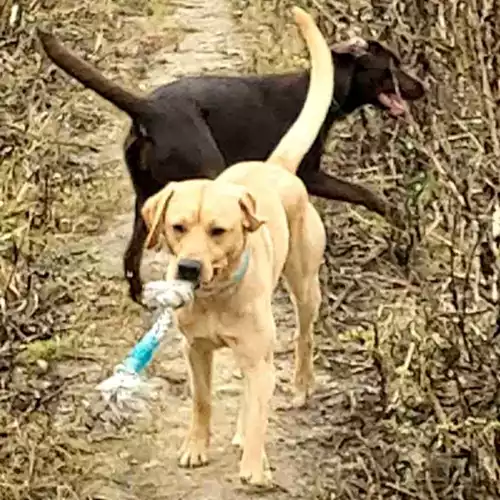 Labrador Retriever Dog For Stud in Pontefract, West Yorkshire