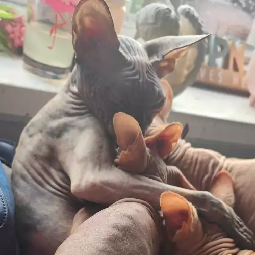 Sphynx Cat For Sale in Castle Donington, Leicestershire, England