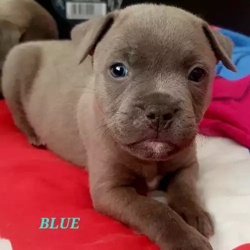 Staffordshire Bull Terrier Dog For Sale in Hengoed, Gwent