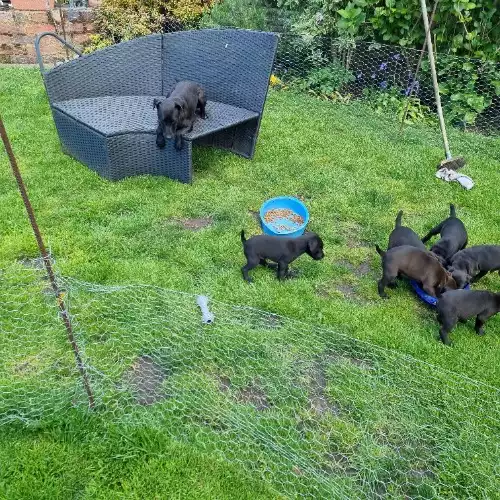 Patterdale Terrier Dog For Sale in Atherstone, Warwickshire, England