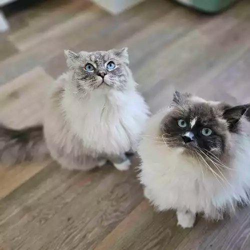 Ragdoll Cat For Adoption in Tewkesbury, Gloucestershire