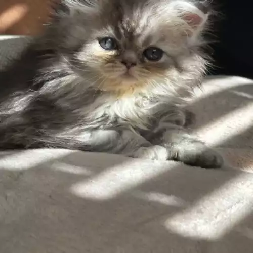 Persian Cat For Sale in Peterborough, Cambridgeshire, England