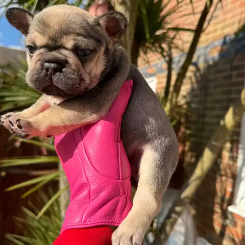 French Bulldog Dog For Sale in Luton, Bedfordshire