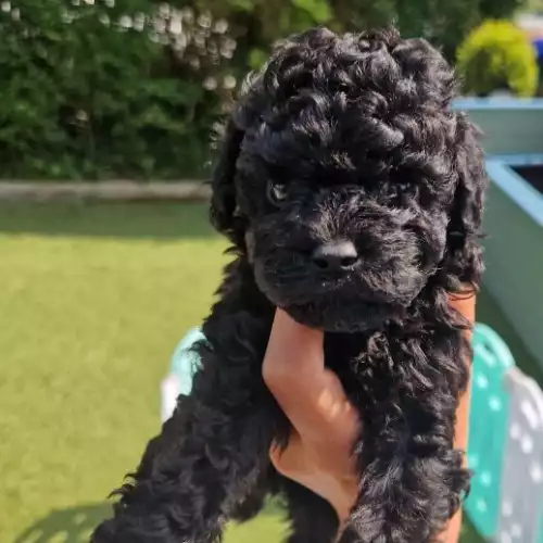 Toy Poodle Dog For Sale in Barns Green, West Sussex, England