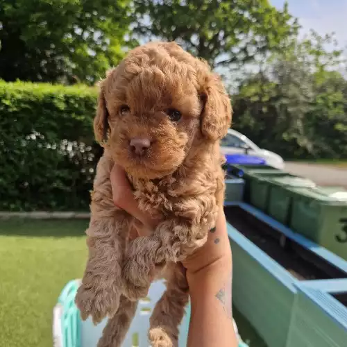 Toy Poodle Dog For Sale in Barns Green, West Sussex, England
