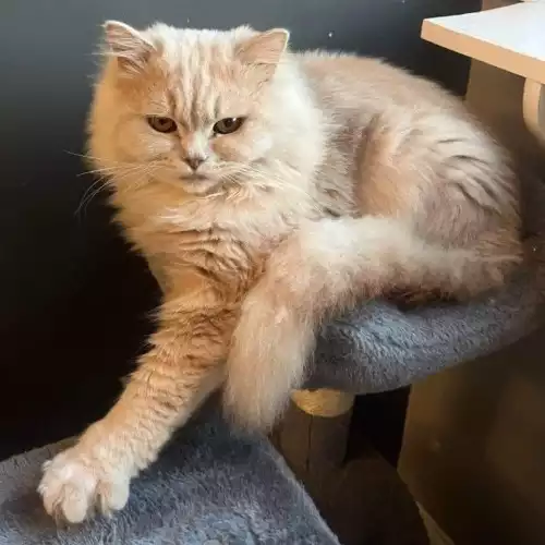 Persian Cat For Stud in Oxford, Oxfordshire, England