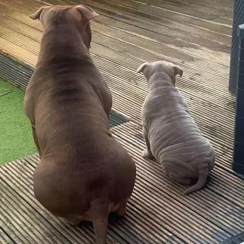 American Bully Dog For Sale in Rochdale, Greater Manchester