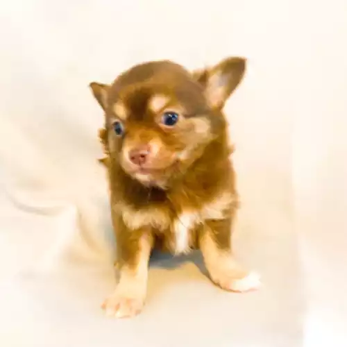 Chihuahua Dog For Sale in Dunstable, Bedfordshire, England