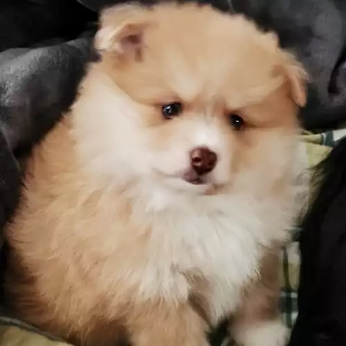 Pomeranian Dog For Sale in Chesterfield, Derbyshire, England