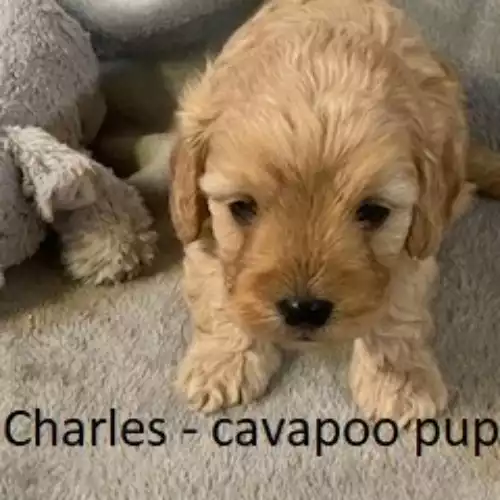 Cavapoo Dog For Sale in Blaenffos, Dyfed