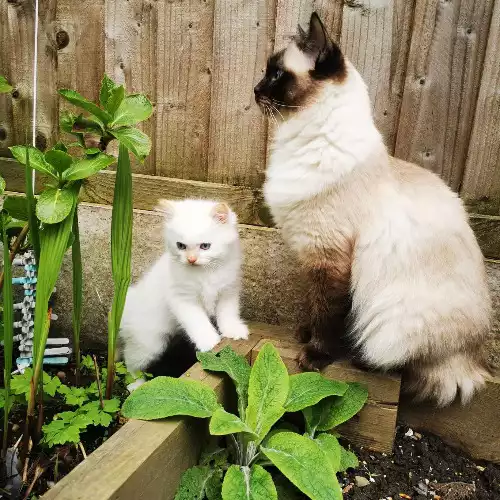Ragdoll Cat For Sale in Willenhall, West Midlands, England