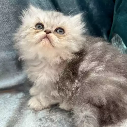 Persian Cat For Sale in Brough, East Riding of Yorkshire, England