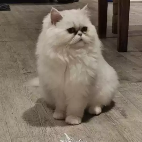 Persian Cat For Sale in Brough, East Riding of Yorkshire, England