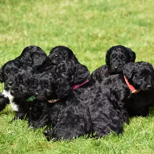 Cockapoo Dog For Sale in Skegness, Lincolnshire, England