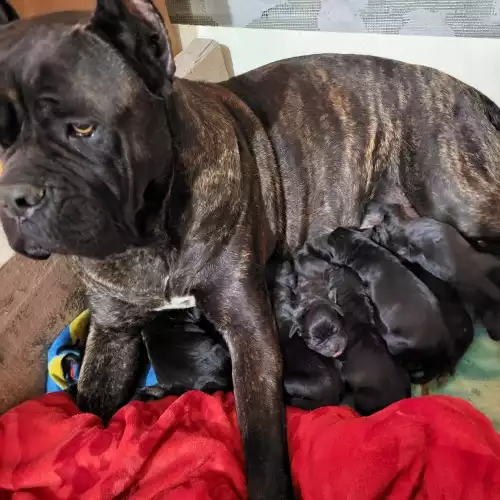 Cane Corso Dog For Sale in Leicester, Leicestershire, England