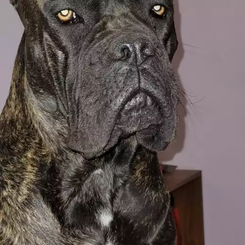 Cane Corso Dog For Sale in Leicester, Leicestershire, England
