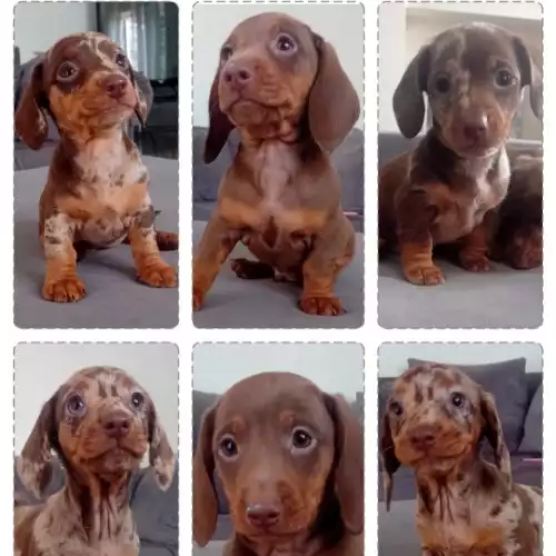 Miniature Dachshund Dog For Sale in Bromley, Greater London, England
