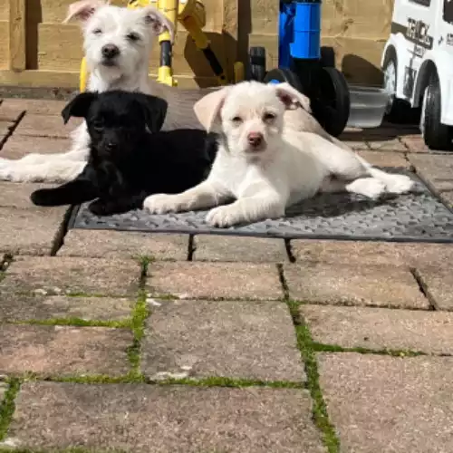 Jackapoo Dog For Sale in Bromley, Greater London, England
