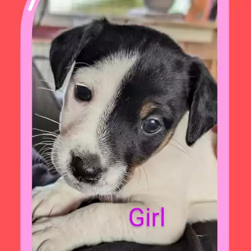 Jack Russell Dog For Sale in Haverfordwest / Hwlffordd, Dyfed, Wales
