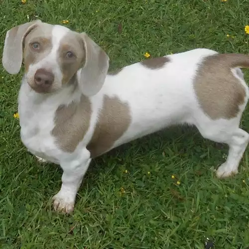 Miniature Dachshund Dog For Adoption in Diss, Norfolk