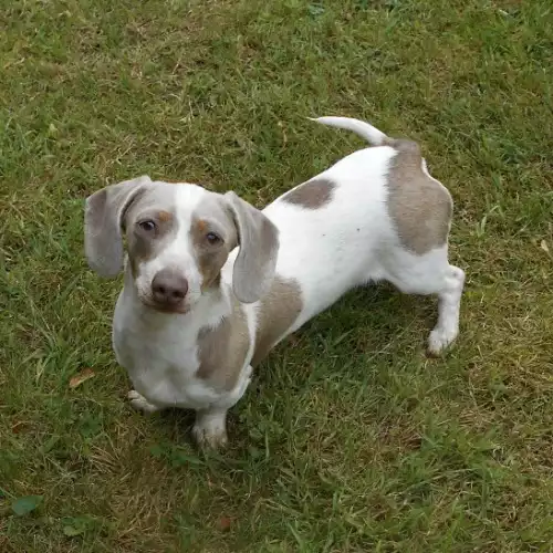 Miniature Dachshund Dog For Adoption in Diss, Norfolk