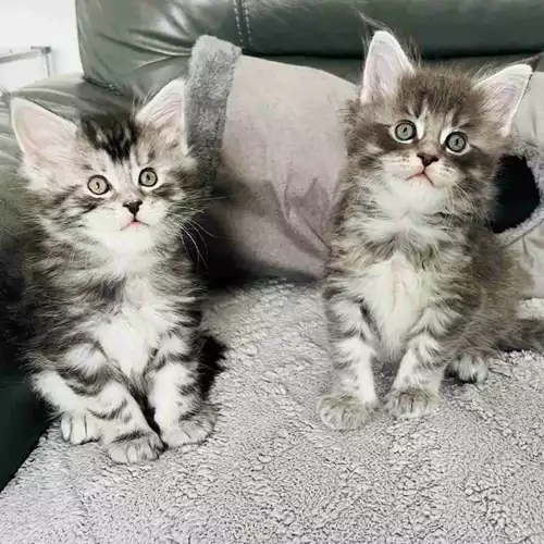 Maine Coon Cat For Sale in Northwich, Cheshire