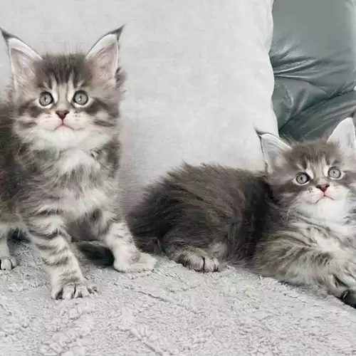 Maine Coon Cat For Sale in Northwich, Cheshire