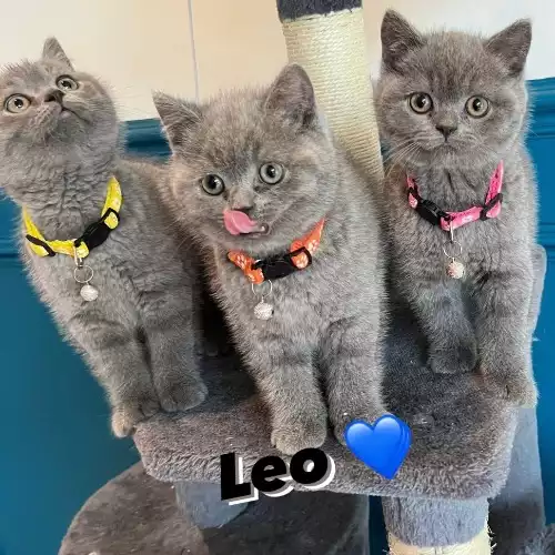 British Shorthair Cat For Sale in Leeds, West Yorkshire, England