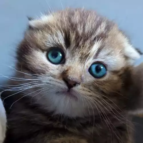 Scottish Fold Cat For Sale in London, Greater London, England