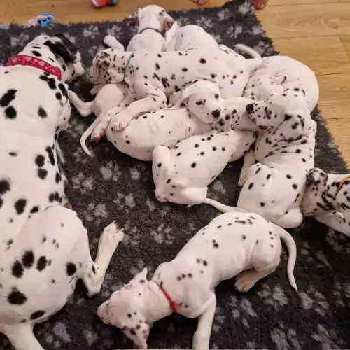 Dalmatian Dog For Sale in Doncaster, South Yorkshire, England