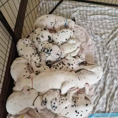 Dalmatian Dog For Sale in Doncaster, South Yorkshire, England