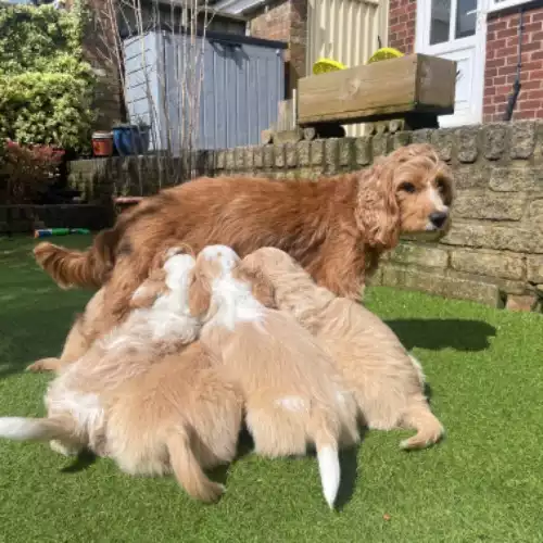 Labradoodle Dog For Sale in Bolton, Greater Manchester, England